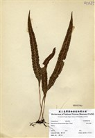 藏品(波氏星蕨)的圖片